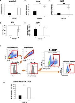 Lactococcus lactis subsp. cremoris YRC3780 modifies function of mesenteric lymph node dendritic cells to modulate the balance of T cell differentiation inducing regulatory T cells